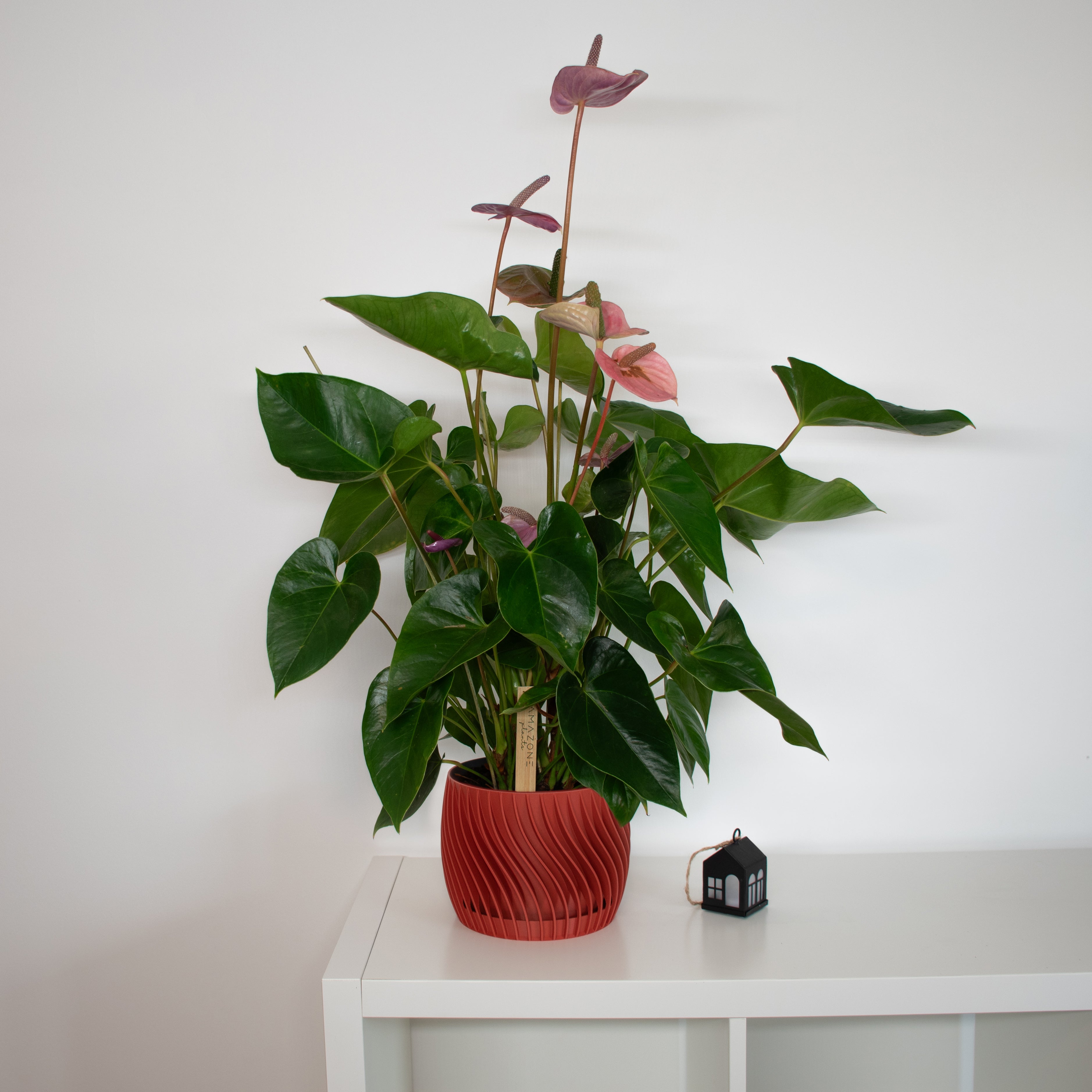 Realbild eines nachhaltigen Blumentopfes mit integriertem Unterteller aus recyceltem Verpackungsmaterial in der Farbe Terracotta / rot